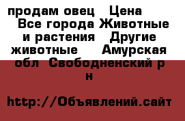  продам овец › Цена ­ 100 - Все города Животные и растения » Другие животные   . Амурская обл.,Свободненский р-н